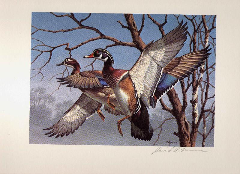 1974 Federal Duck Stamp RW41 Wood Duck Painting Print by David Maass