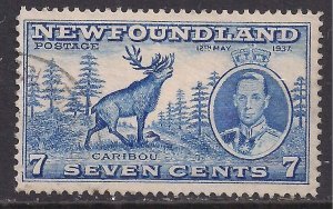 Newfoundland 1937 KGV1 7ct Caibou used SG 259 ( B705 )