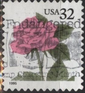 US 2492 (used) 32¢ pink rose (1995)