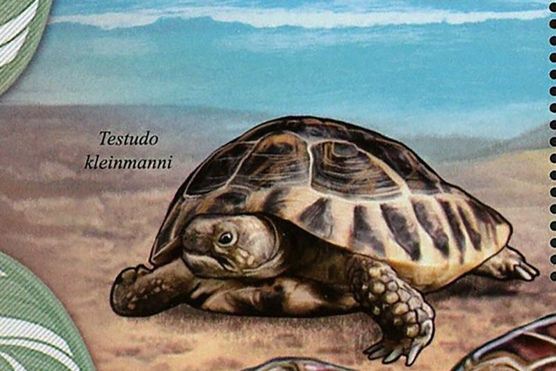 Turtles Stamp Pyxis Arachnoides Caretta Testudo Kleinmann S/S MNH #3009 / Bl.414 