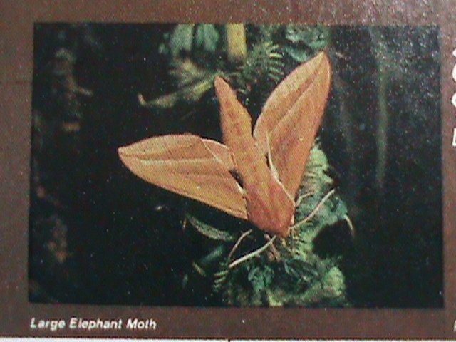 ​DHUFAR - LARGE ELEPHANT MOTH-IMPERF :MNH S/S SHEET-VERY FINE