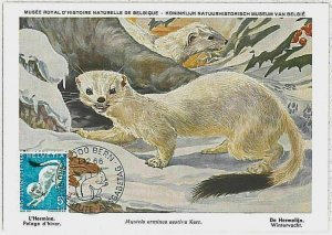 32132 - SWISS - POSTAL HISTORY - MAXIMUM MAP - FAUNA ANIMALS otter, W-