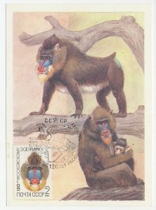 Maximum card Soviet Union 1984 Monkey - Mandrill baboon