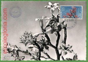 32460 - Somalia - MAXIMUM CARD - 1955 - Flowers-