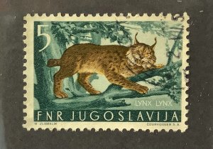 Yugoslavia 1954 Scott 399 used - 5d, Fauna, Eurasian Lynx