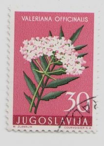 1957 Yugoslavia #473 Valerian (Valeriana officinalis) Flowers Plants Flora USED
