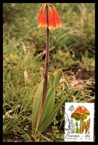 Transkei 243-246 Flowers Set of Four Maxi Cards U/A FDC