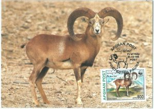 72872 - AFGHANISTAN - Postal History - MAXIMUM CARD -  FAUNA WWF Urial 1998