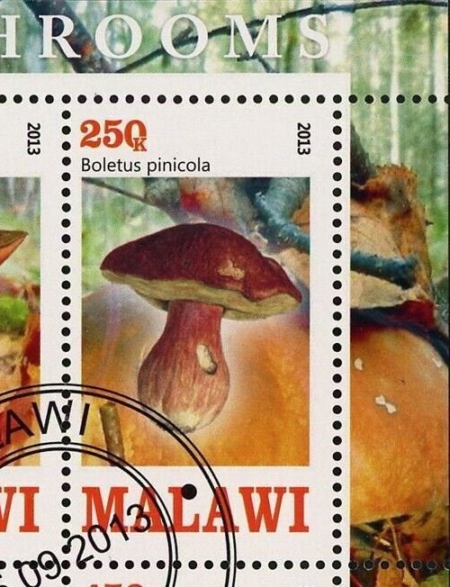 Malawi Mushroom Boletus Pinicola Fungus Souvenir Sheet of 4 Stamps