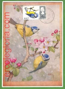 32880 - GB - MAXIMUM CARD - WILDLIFE, BIRDS-