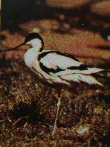 ​SCOTLAND-STAFFA STAMP-1974-WORLD RARE BIRDS CTO FULL-SHEET VERY FINE