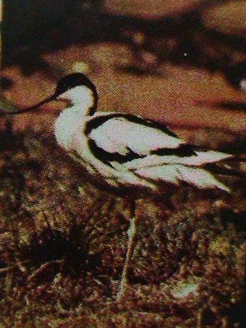 ​SCOTLAND-STAFFA STAMP-1974-WORLD RARE BIRDS CTO FULL-SHEET VERY FINE