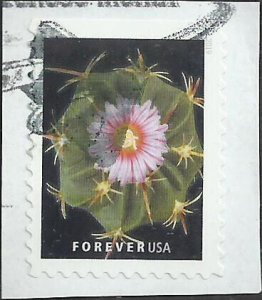# 5358 Used Cactus Flowers