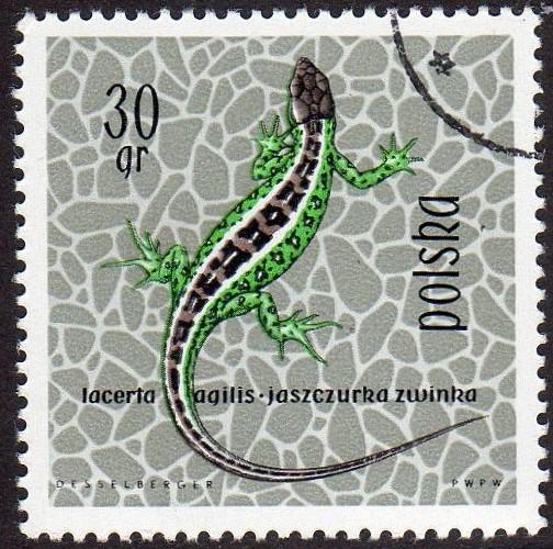 Poland 1134 - Cto - Sand Lizard