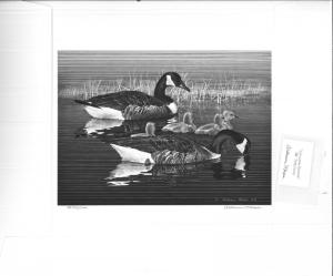 1976 Federal Duck Stamp RW43 Canada Geese Etching Print by Alerson McGee