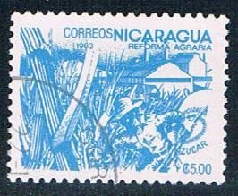 Nicaragua Sugar cane 5 (NP7R404)