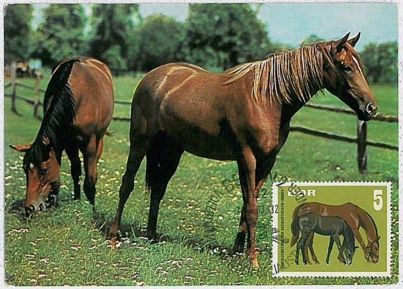 32122 - Germany DDR - POSTAL HISTORY - MAXIMUM CARD - 1967 - Horses, Fauna-