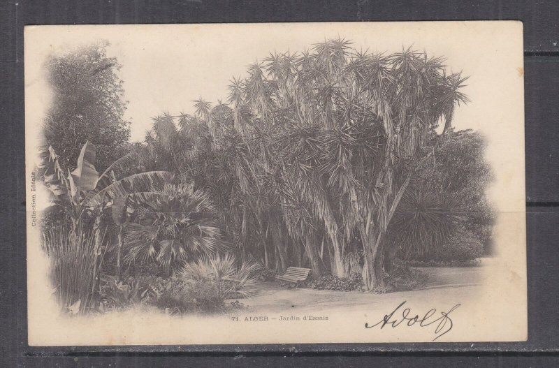 ALGERIA, 1902 ppc. Algiers, Garden d'Essais, 5c., ALGIERS to Austria. 