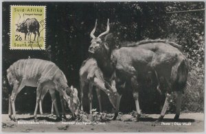 52642 - SOUTH AFRICA - MAXIMUM CARD - ANIMALS RAM 1956-