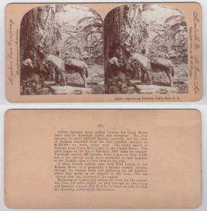 COSTA RICA 1902 SEPIA ACTUAL PHOTO ON CARD HARVESTING BANANAS + RAILWAY F,VF 
