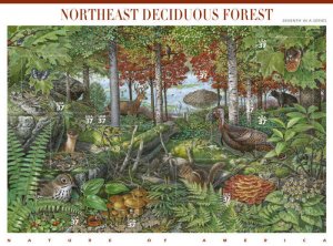 3899 37c Northeast Deciduous Forest