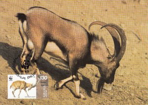 Armenia 1996 Maxicard Sc #542 130d Capra aegagrus goats One with head down WWF