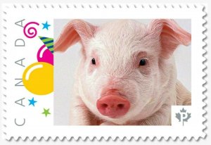 uq. Year of the PIG = PIGLET = Picture Postage MNH-VF Canada 2019 [p19-01s07]