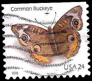 # 4001a USED COMMON BUCKEYE BUTTERFLY