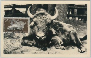 52554  - GERMANY DDR - POSTAL HISTORY - MAXIMUM CARD - 1956  ANIMALS:  BUFFALO