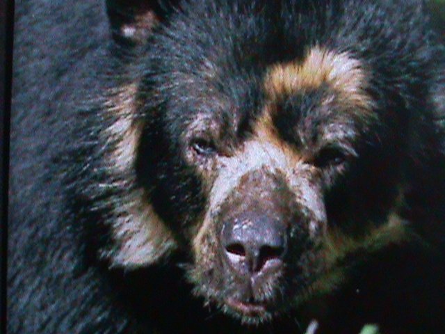 ​TONGA WILD ANIMALS-SOECTACKED BEAR MNH IMPERF-S/S VF WE SHIP TO WORLD WIDE