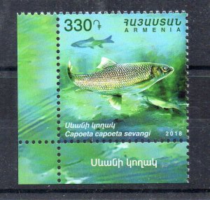 ARMENIA - 2018 - FISH - CAPOETA CAPOETA SEVANGI -