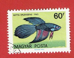 HUNGARY SCOTT#1440 1962 60f SIAMESE FIGHTING FISH - USED