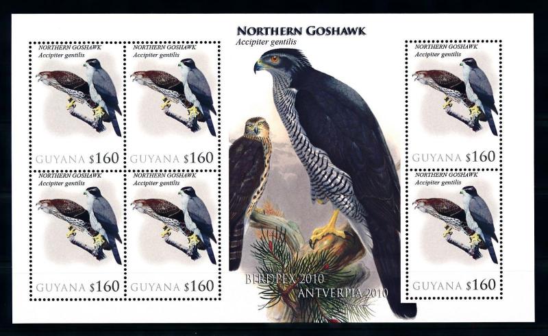 [93378] Guyana 2010 Birds Vögel Oiseaux Northern Goshawk Sheet MNH