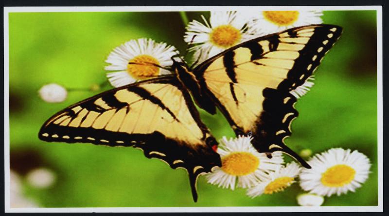 China PR Prepaid Postcard - Butterfly on White Daisy