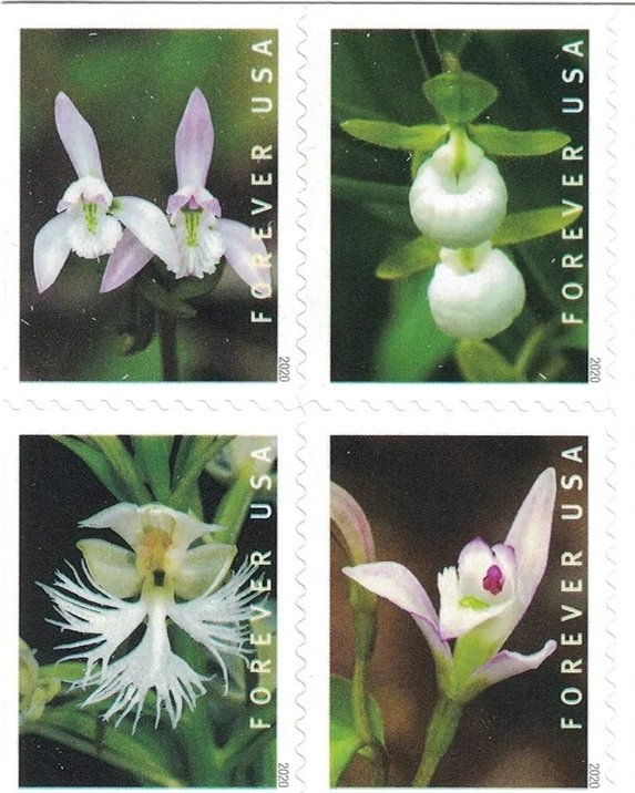 2020 Wild Orchids 5 Booklets 100pcs