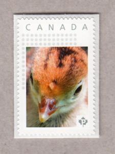 TURKEY CHICK = personalized picture postage stamp MNH Canada 2017 p17-01bd6.2