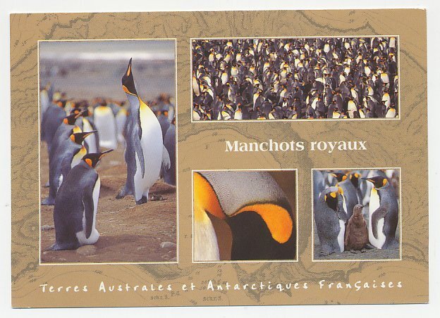 Cover / Postmark / Cachet T.A.A.F / Russia 2003 Expedition - Penguin - Paquebot