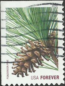 # 4478 USED PONDEROSA PINE