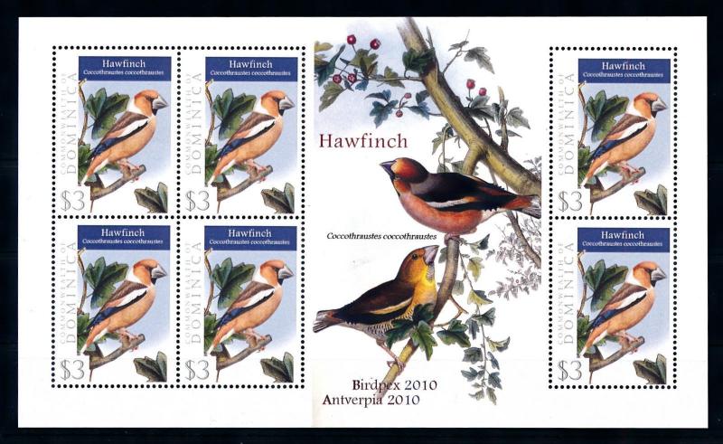 [93306] Dominica 2009 Birds Vögel Oiseaux Hawfinch Sheet MNH