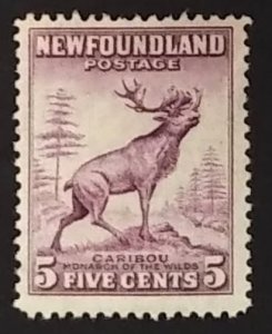 Newfoundland 257 F MNH