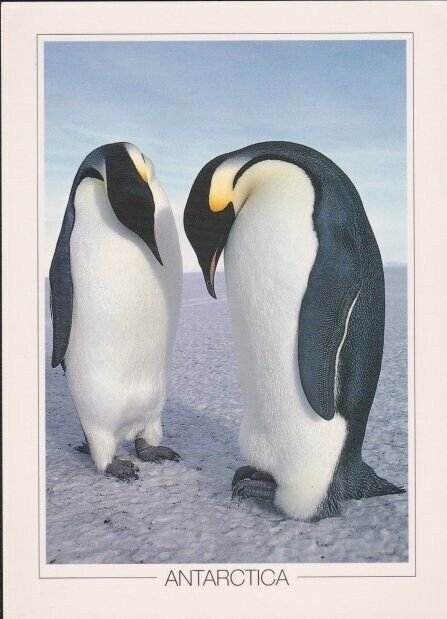 NEW ZEALAND ROSS DEPENDENCY 1995 45c on Penguin postcard to NZ.............B3879