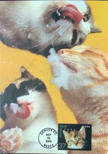 HNLP Hideaki Nakano Greeting Card Spay Neuter 3670 Cat Happy Birthday Milk it 