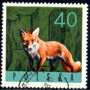 Fox, Poland stamp SC#1371 used
