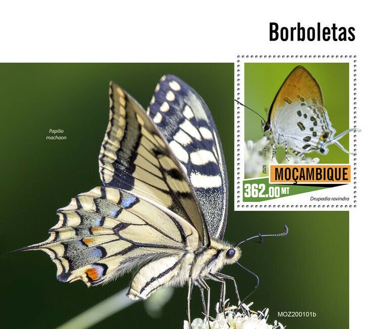 Mozambique Butterflies Stamps 2020 MNH Swallowtail Butterfly Insects Fauna 1v SS