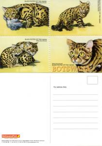 Botswana - 2005 WWF Black-footed Cat Postcard Mint