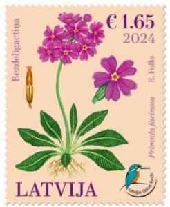 Latvia Lettland Lettonie 2024 Nature Fund Bird’s-eye Primrose flower stamp MNH