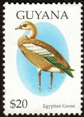 Guyana 2936 - Unused-NG - $20 Egyptian Goose  (1995)