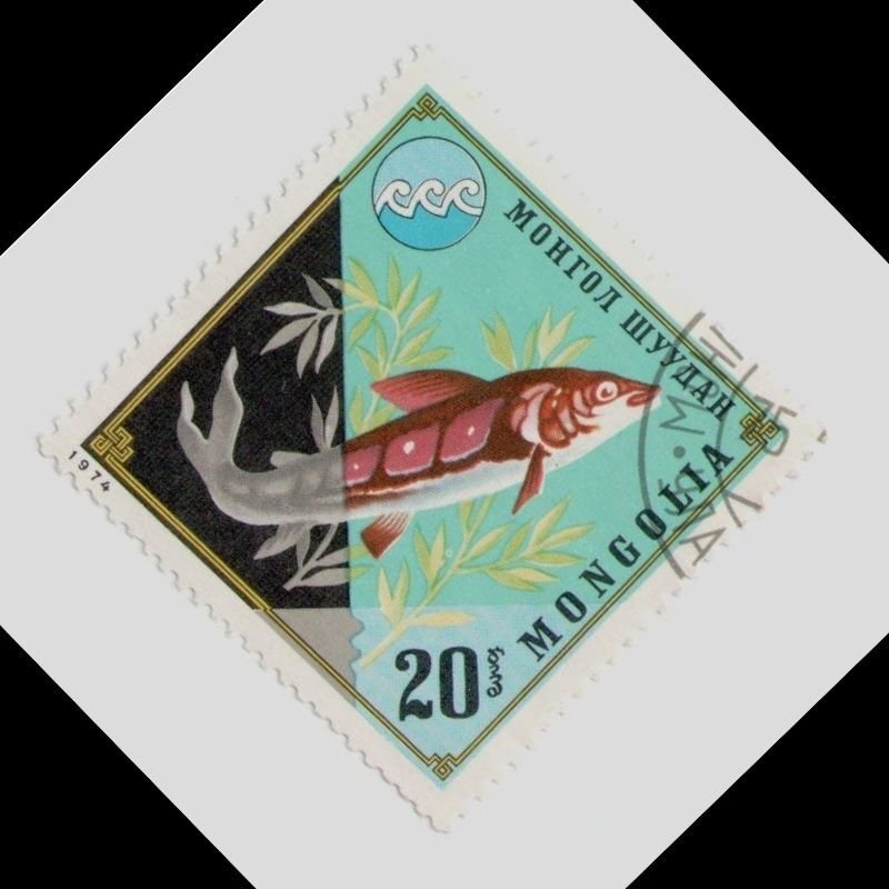 1974 Mongolia #819 Sturgeon (Acipenser sp.), Animals, Fauna Fishes Sea life USED