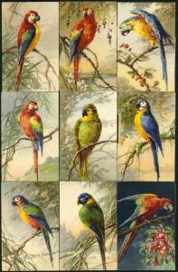 Austria 1937 Doctors 9 Parrot Bird Art Set Lot Group 36353