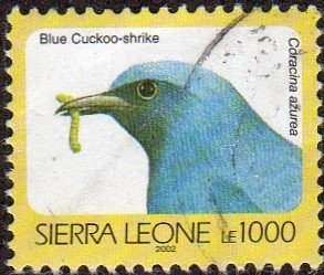Sierra Leone 1546f - Used - 1000le Blue-cuckoo Shrike (2002) (cv $6.25) (1)